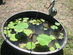 vignette plantes de bassin