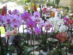 vignette orchidées