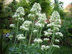 vignette Centranthus ruber 'Alba'