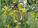 vignette Anigozanthos flavidus, fleurs jaunes