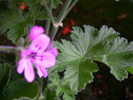 vignette 1 - espce, Pelargonium capitatum