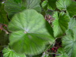 vignette 1 - espce, Pelargonium cordifolium