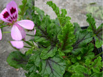 vignette 1 - espce, Pelargonium quercifolium