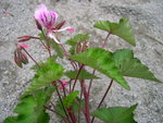 vignette 1 - espce, Pelargonium cordifolium