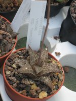 vignette haworthia venosa ssp. tessellata
