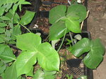 vignette arisaema, feuilles