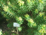 vignette Euphorbia dendroides
