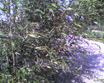 vignette Phyllostachys nigra (Bambou à cannes noires)