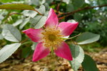 vignette Rosa rubrifolia