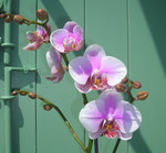 vignette orchidée phalaenopsis