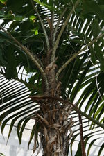 vignette aiphanes caryotifolia, pines