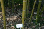 vignette Phyllostachys bambusodes 'violascens'