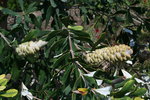 vignette Banksia integrifolia, fruits