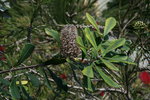 vignette Banksia integrifolia, fleur fane