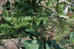 vignette Banksia integrifolia, fruit