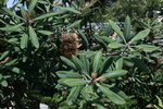 vignette Banksia serrata, fleur fane
