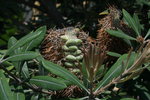 vignette Banksia serrata, fruit