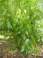 vignette Cannelier: cinnamomum verum