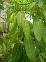 vignette Cannelier: cinnamomum verum