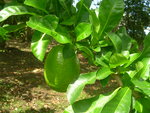 vignette Calebasse ( fruit du crescentia cujete )