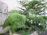 vignette Cibotium schiedei, Angiopteris evecta & un Cyathea