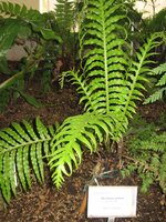 vignette blechnum gibbum