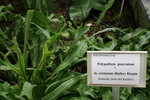 vignette polypodium punctatum