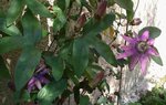 vignette Passiflora 'Amethyst