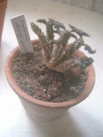 vignette Euphorbia decary