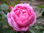 vignette Rosa Constance Spry = Rosa AUStance