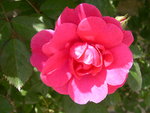 vignette Rosa Gtes de France = Rosa MEIwaton