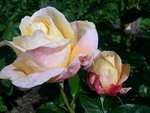 vignette Rosa Isabelle Autissier = Rosa ADAsilth