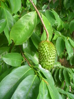 vignette Corossol ( fruit de l'annona muricata )