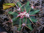 vignette Ferocactus latispinus