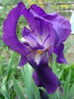 vignette Iris germanica