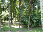 vignette 27 palmier Aiphanes erosa