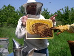 vignette cadre de ruche