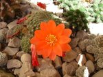 vignette Rebutia