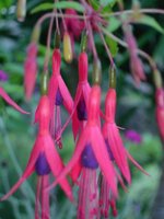 vignette Fuchsia magellanica 