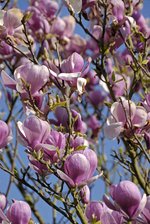 vignette Magnolia X soulangiana :  en avril dans le Val d'Oise