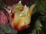 vignette fleur d'opuntia