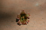 vignette Brachychiton populneus - Sterculia diversifolia, fleur