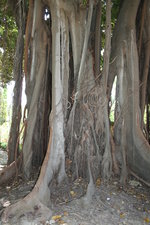 vignette Ficus macrophylla, racines