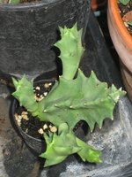 vignette stapelia gigantea ? ou huernia ?...