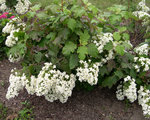 vignette Hydrangea quercifolia 'Alice'