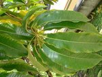 vignette Schefflera actinophylla syn:brassaïa actinophylla   détail feuille