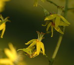 vignette Koelreuteria paniculata (Savonnier) Fleur