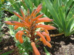 vignette Aloe saponaria (inflorescence)