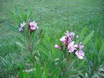 vignette Nerium oleander mauve 