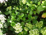 vignette Hydrangea macrophylla 'Benelux'